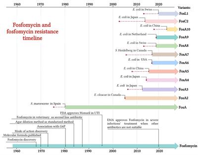 Fosfomycin resistance mechanisms in Enterobacterales: an increasing threat